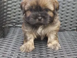 Shih Tzu hvalpe