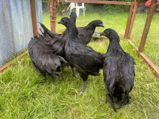 Ayam Cemani hønekyllinger sælges 