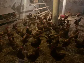 Røde amerikanere 
