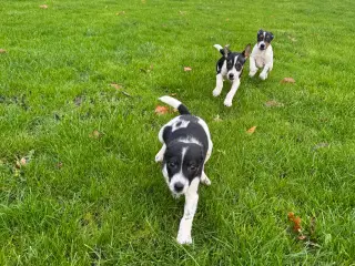 Dansk/Svensk Gårdhund hvalpe