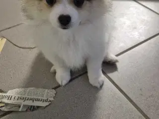 Lækker pomeranian pige 
