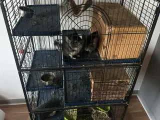 2 chinchilla’er med bur og tilbehør