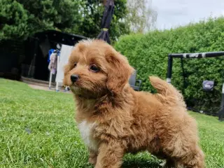 Havapoo Bamser Puddel & Bichon Havanais