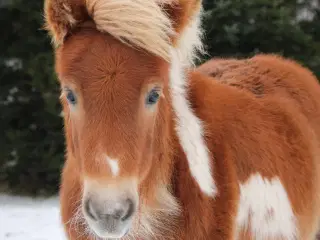 Smuk shetlænder dreng!