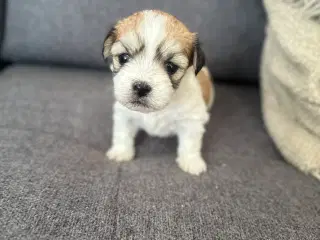 Lhasa apso - Carla