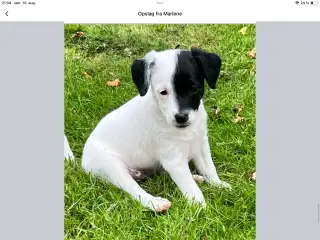 Dansk, svensk gårdhunde hvalpe