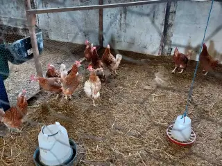 Kyllinger af stor race 