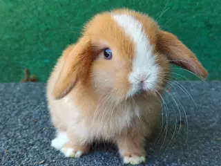 Minilop