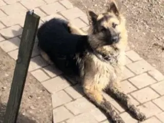 Schæferblanding søger nyt hjem