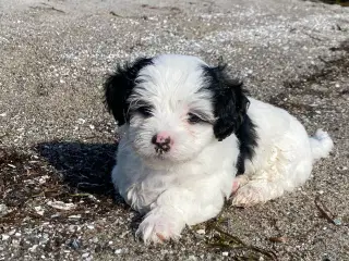 Bichon Havanais hundehvalpe 