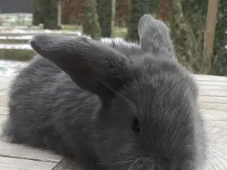 FRANSK VÆDDER HAN BLÅ