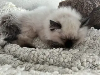 Lækre ragdoll blandinger