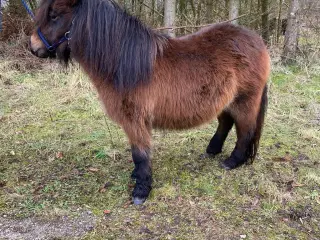 Lækker shetlænder hoppe