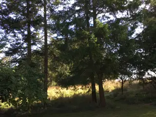 Træstammer til evt bjælkehytte