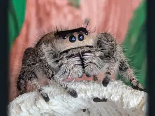 Jumping spider 