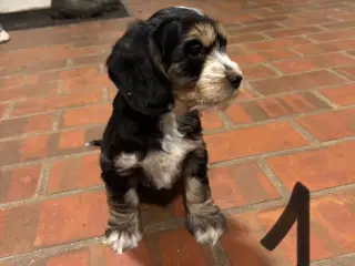 Cocker spaniel - Blandings hvalpe 