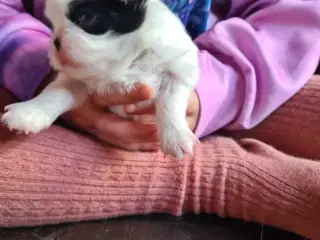 Japanese chin hvalpe 