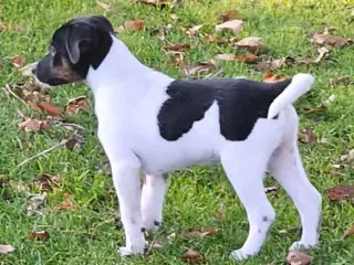 Jeg vil også gerne have min egen familie 🐶