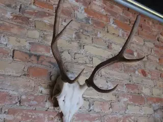 Jagttrofæ