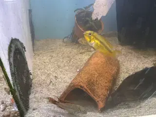 Apistogramma