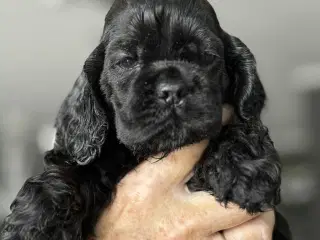 Amerikansk cocker spaniel valper født 10 juni til 