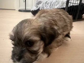 Lhasa apso - Chili