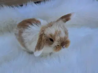 Minilop, 0 år