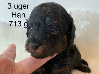 Puddel Toy, black & tan, han hvalp