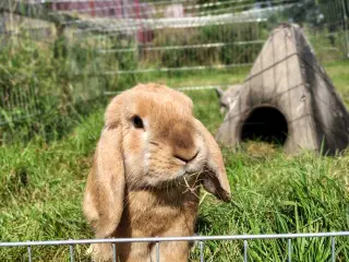 Fri-Kanin 2 år ☘️