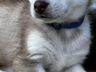 Husky hvalpe