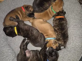 Staffordshire bull terrier