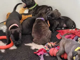 Engelsk staffordshire Bull terrie hvalpe 