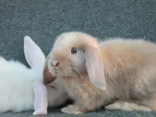 Dværgvædder/mini lop satin 