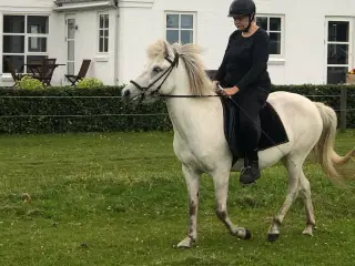 Opstaldning/sommergræs tilbydes 
