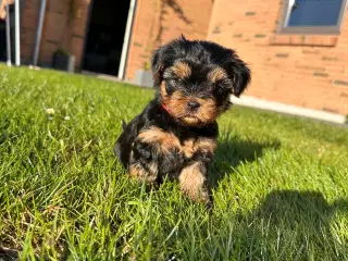 Yorkshire terrier 🐾🐶