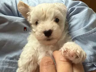 Hundehvalpe allergivenlige