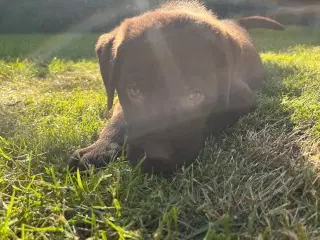 Brune Labrador F1 hvalpe