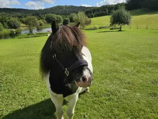 Selskabelig og smuk shetlænder 