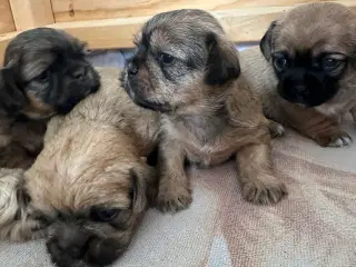 Shih tzu blandinger 