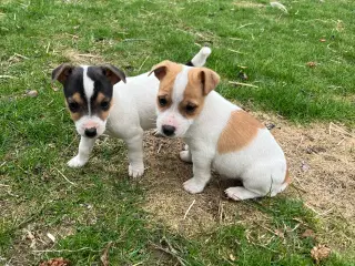 4 friske dansksvensk gårdhunde hvalpe sælges