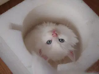 Maine coon killinger Far med tavle