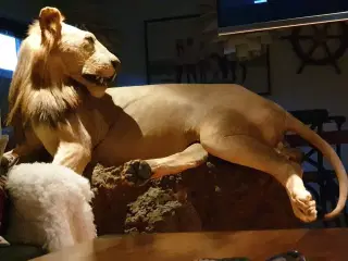 Sjælden udbud Løve 