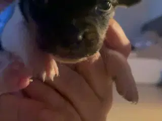 Hundehvalpe
