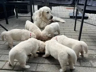Golden Retriever 