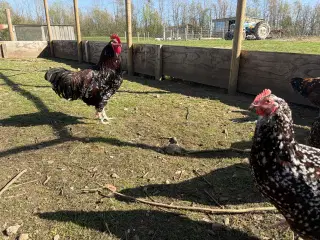  1.5 Sussex i Brun sort porcelænsfarvet