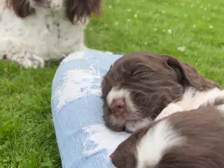 Springer spaniel/kleiner hvalpe