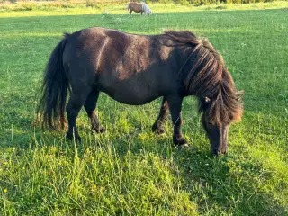 minishetlænder