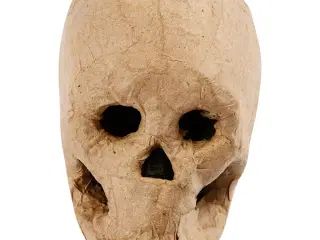 Kranium, H: 10 cm, 1 stk.