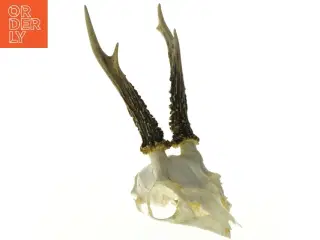 Gevir (str. Længde, 29 cm)