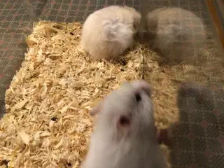 Hamster